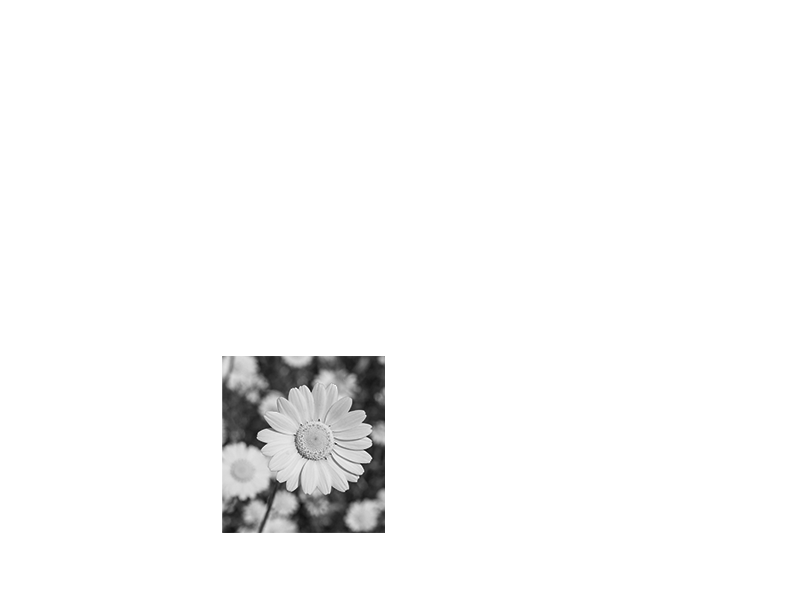 flower in black and white