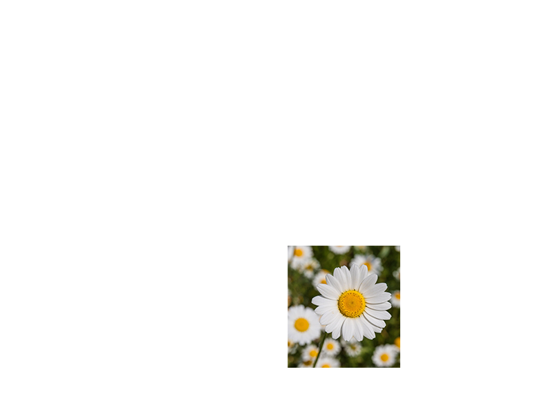 flower in black and white