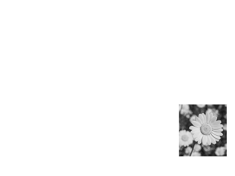 flower in black and white